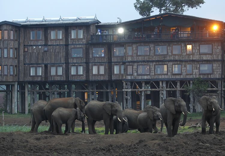 Treetops Lodge Hotel